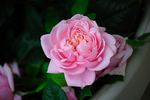 Discovery rose photo