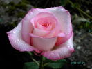 Belami rose photo