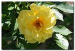 1-72-1Rugelda rose photo