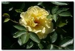 1-72-1Rugelda rose photo