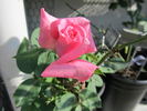 Ballet ® rose photo