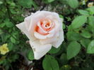 Ambiance ™ rose photo