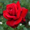 Gundis Rose ® rose photo
