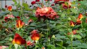Coffee Break rose photo