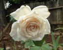Chablis rose photo