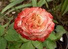 Farfalla® rose photo