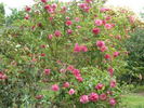 Comtesse Festetics Hamilton rose photo
