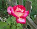 Donna Darlin' rose photo