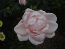 Briand-Paneuropa rose photo