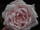 Briand-Paneuropa rose photo