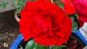 Evelyn Fison rose photo
