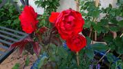 Evelyn Fison rose photo