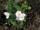 Sweet Afton (hybrid tea, Armstrong rose photo
