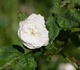 Baronne de Maynard rose photo