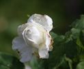 Baronne de Maynard rose photo