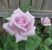 Blue Lagoon rose photo