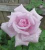 Blue Lagoon rose photo