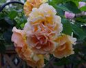 Goldener Olymp rose photo