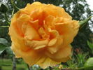 Westfalenpark ® rose photo