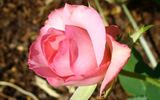 Flawless ™ rose photo