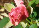 Flawless ™ rose photo