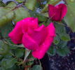 My Girl rose photo