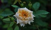 October Moon rose photo