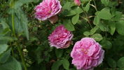 Champion of the World rose photo