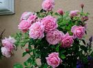 Discovery rose photo