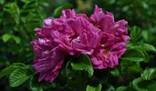 Amélie Gravereaux rose photo