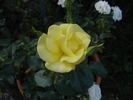 Bright Smile ® rose photo