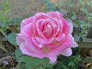 Color Me Pink rose photo