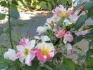 Soaring Spirits ™ rose photo