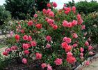 Glory Days rose photo