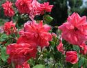 Glory Days rose photo