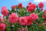Glory Days rose photo