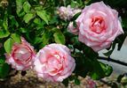 Belami rose photo