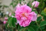 Alphonse Maillé rose photo