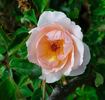 Lucetta rose photo