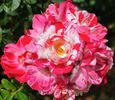 Rockin' Robin™ rose photo