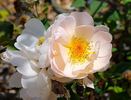 Huntington's Hero rose photo