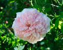 September Morn rose photo