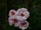 <i>Rosa arvensis plena</i> rose photo