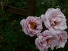 <i>Rosa arvensis plena</i> rose photo