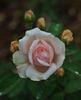 Ellen ® rose photo