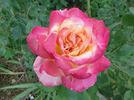 Party Time rose photo