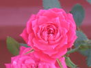 Ms Rhonda Louise rose photo