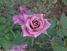Seattle Scentsation ™ rose photo