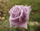 Aozora rose photo