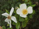 Awayuki rose photo